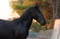 Annuncio cavallo