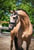 Annuncio cavallo