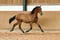 Horse ad