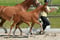 Annuncio cavallo