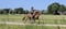 Annonce cheval