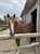 Annuncio cavallo