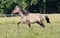 Horse ad