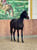 Horse ad