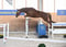 Horse ad