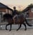 Horse ad