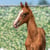 Horse ad