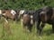 Annuncio cavallo