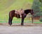 Horse ad
