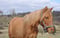 Horse ad