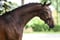 Annuncio cavallo