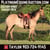 Horse ad