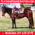 Horse ad