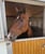 Horse ad