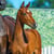 Annuncio cavallo