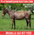 Anuncio de caballos