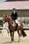 Annuncio cavallo