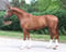Horse ad