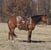 Horse ad