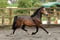 Horse ad