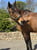 Horse ad
