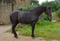 Horse ad