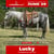 Annuncio cavallo