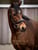 Annuncio cavallo