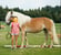 Annonce cheval