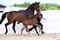 Annuncio cavallo