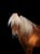 Horse ad