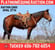 Horse ad