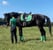 Horse ad