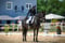 Horse ad