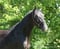 Horse ad