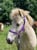 Annonce cheval