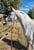 Horse ad