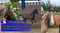 Horse ad