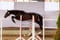 Annuncio cavallo