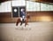 Horse ad