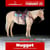 Horse ad