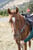 Horse ad