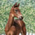 Horse ad