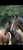 Annuncio cavallo