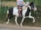 Annuncio cavallo