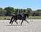 Annonce cheval