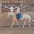 Horse ad