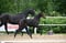 Horse ad