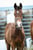Annuncio cavallo