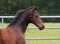 Annuncio cavallo